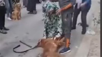 الأمن يفحص واقعة مهاجمة كلب بيتبول كلبًا آخر بأمر صاحبه أمام الأهالي بالمنيل| صور