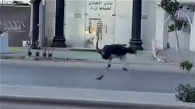 نعامة تثير الانتباه في شوارع المعادي.. ومصدر: هربت من صاحبها وعثر عليها