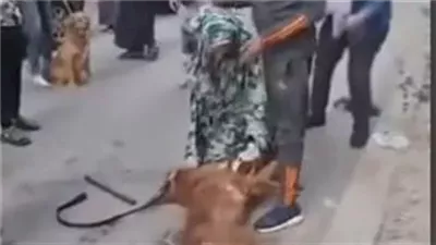 أول تعليق من صاحبة كلب جولدن بعد قتله من آخر بيتبول بالمنيل: صاحبه سابه يهجم على كلبي لحد ما موته |فيديو 