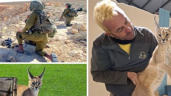 هجوم حيوان الوشق