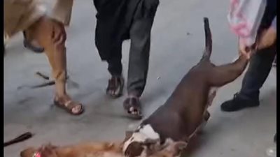 أول تعليق من صاحبة كلب جولدن بعد قتله من آخر بيتبول بالمنيل: مالكه كان واقف يتفرج 