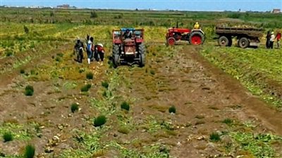 زراعة بورسعيد تتدخل لحل أزمة تأخر نقل محصول البنجر| صور 