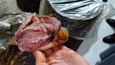 ضبط 500 كيلو أسماك ولحوم مجمدة مجهولة المصدر بكفر الشيخ