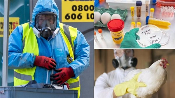 إنفلونزا الطيور ـ