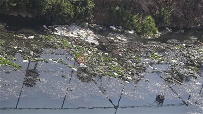 حشرات وروائح كريهة.. سكان منطقة نادي غزل شبين الكوم بالمنوفية يستغيثون لتطهير ترعة البتانونية