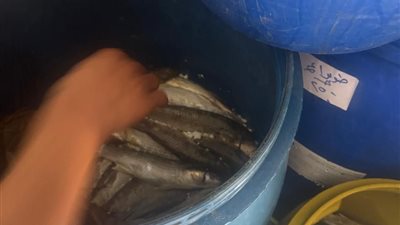 قبل شم النسيم.. ضبط أكثر من 7 أطنان أسماك ولحوم ودواجن غير صالحة للاستهلاك الآدمي في الدقهلية