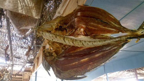 السمك الناشف فى الغردقة