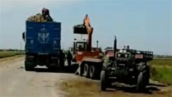 محصول البنجر ببورسعيد