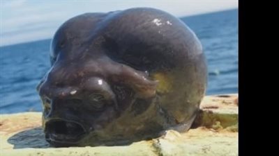 تشبه الكائن الفضائي.. صياد روسي يشارك صورة لسمكة غريبة تثير ذهول السوشيال ميديا