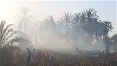 بسبب الرياح.. السيطرة على حريق كبير في النخيل بإسنا بالأقصر | بث مباشر