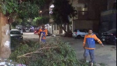 محافظة القاهرة: الانتهاء من تقليم وتهذيب أشجار شارع الرخاء بمدينة نصر