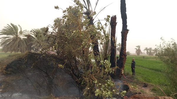 حريق كرم النخيل
