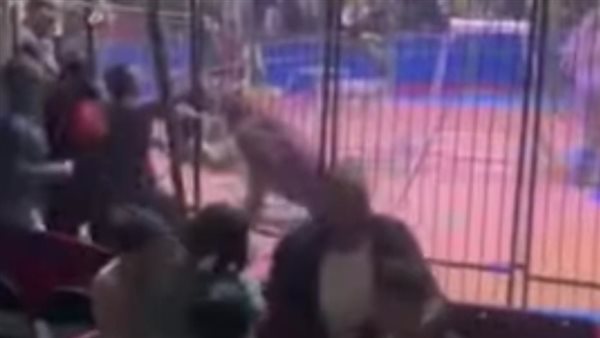 أسد طنطا أثناء مهاجمة