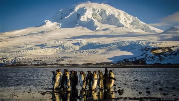 جزر البطاريق 