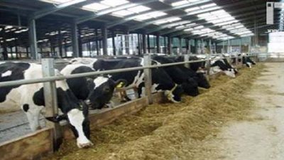 غدا انطلاق الحملة القومية لتحصين الماشية ضد الحمى القلاعية بالوادي الجديد