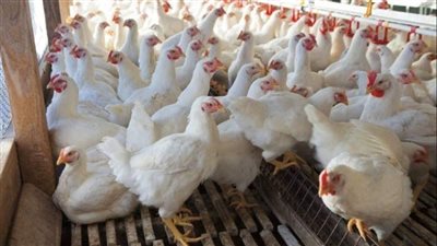 أسعار الدواجن اليوم الخميس 6 نوفمبر 2025 في الأسواق