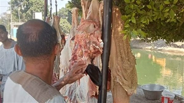 حملات للطب البيطري