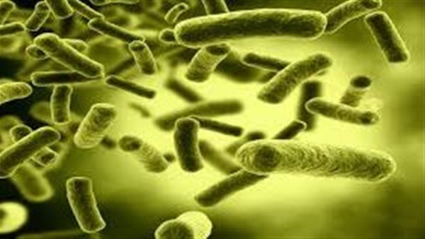 البكتيريا المطثية