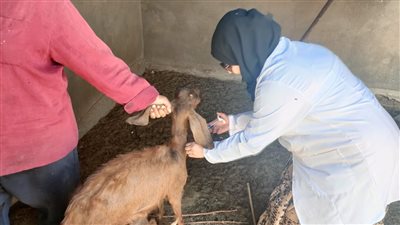 لليوم الثاني.. تواصل فعاليات حملة التطعيم ضد الحمى القلاعية والوادي المتصدع بجنوب سيناء| صور