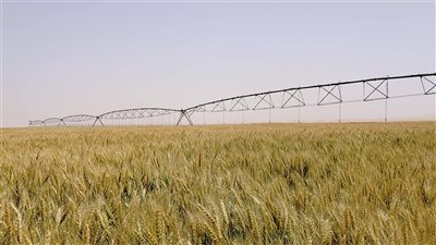 التموين: سعر مغرٍ لتوريد القمح المحلي أعلى من السعر العالمي.. ونتوقع موسمًا واعدًا بتحقيق المستهدف 