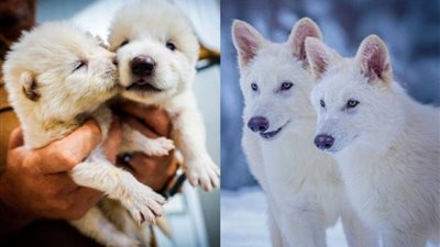 علماء ينجحون في استنساخ ذئب منقرض منذ عشرة آلاف عام