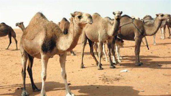 رعى الإبل... أرشيفية