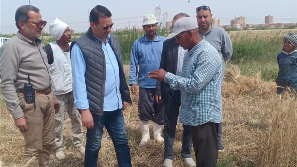 بدء موسم حصاد القمح