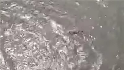 غرق طالب في ترعة الإبراهيمية بالمنيا.. وجهود مكثفة لاستخراج جثمانه