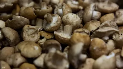 يحسن الصحة النفسية.. فوائد تناول الفطر للجسم 