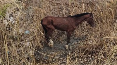 الطب البيطري ببورسعيد ينقذ حصانًا سقط في منطقة منخفضة ببورفؤاد| صور