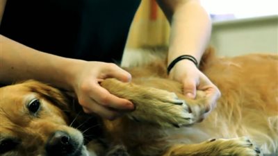 مساج وأجهزة تكييف.. إجراءات بريطانية لتحسين رفاهية الكلاب تثير غضب المواطنين 