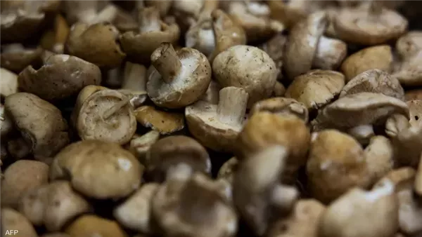 الفطر - أرشيفية