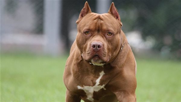 كلب - أرشيفية 