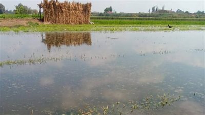 ارتفاع منسوب المياه يغرق 646 فدانًا من أراضي طرح النهر بالمنوفية| مستند