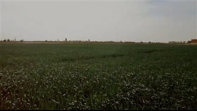 حقن التربة الرملية.. مشروع وطني يتحدى الصحراء بغرب المنيا لتحويلها إلى سلة غذاء