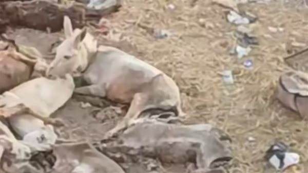 الحمير في الفيديو