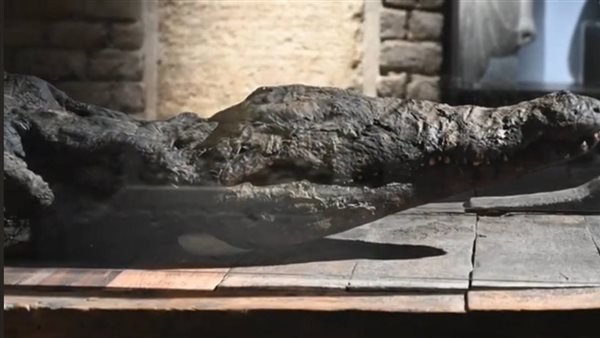 مومياء تمساح 