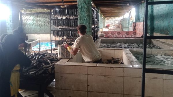 ضبط 15 طن أسماك ورنجة