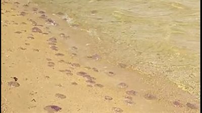 ظهور كميات كبيرة من القناديل البحرية على شواطئ الغردقة| بث مباشر 