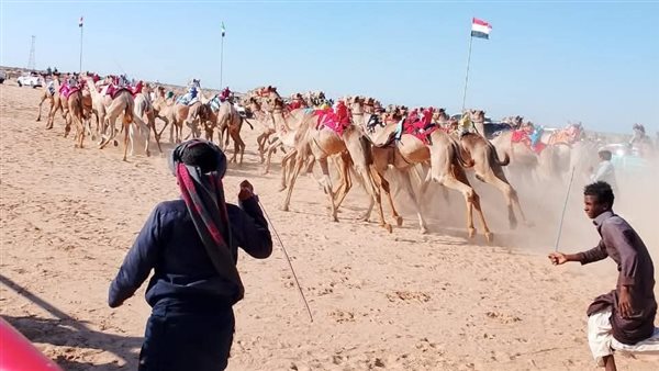 مهرجان الهجن في الوادي