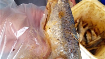 بها ديدان وسوس.. إعدام كمية من الملوحة خلال حملة صحية بنجع حمادي