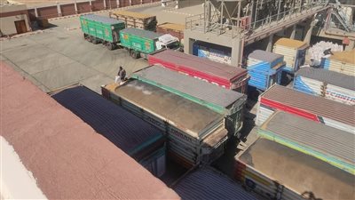 الوادي الجديد تبدأ استقبال محصول القمح بالصوامع