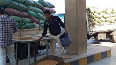 شون وصوامع المنيا تستقبل 517 طنًا من محصول القمح لموسم حصاد 2025