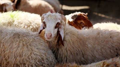 ما حكم التضحية بالطيور؟ 