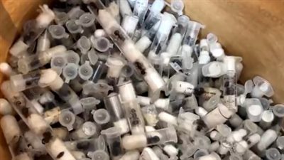 كينيا تُحبط محاولات تهريب شحنات فصيلة نادرة من النمل الإفريقي إلى أوروبا 