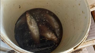 صحة السويس تُكثّف حملات التفتيش على الأسواق قبل شم النسيم وتعدم أغذية وزيوت غير صالحة