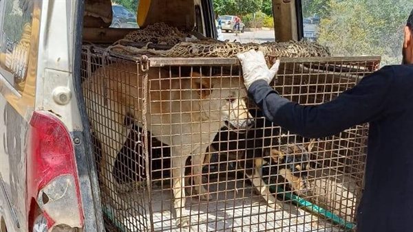 الكلاب الضالة 