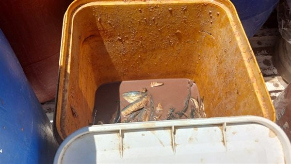 ضبط اسماك فاسدة بالأقصر