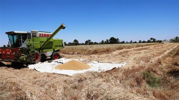 توريد القمح 