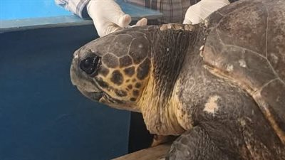 قصة إنقاذ السلحفاة البحرية دريا.. نموذج للتميز في حماية الحياة البحرية بمحمية أشتوم الجميل| صور 
